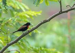 Scarlet-chested Sunbird