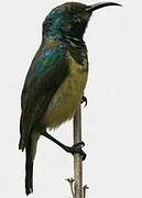 Variable Sunbird