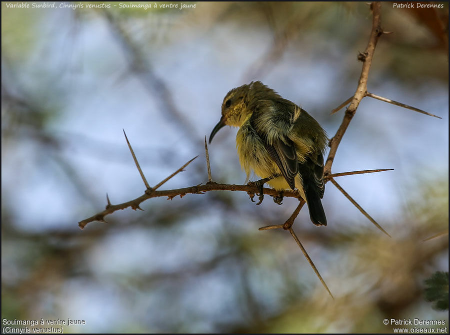 Souimanga à ventre jaune femelle adulte, identification