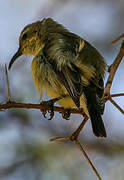 Variable Sunbird