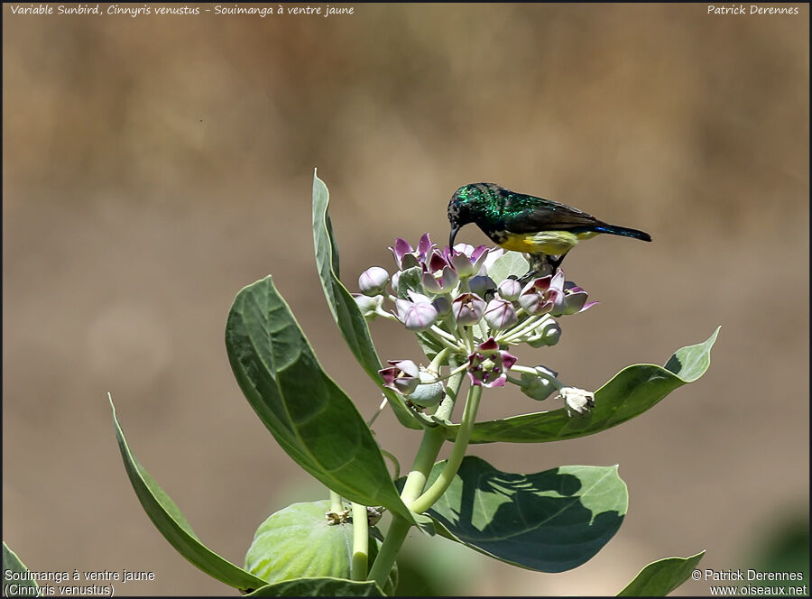 Variable Sunbird male adult, identification, Behaviour