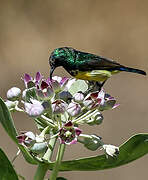 Variable Sunbird