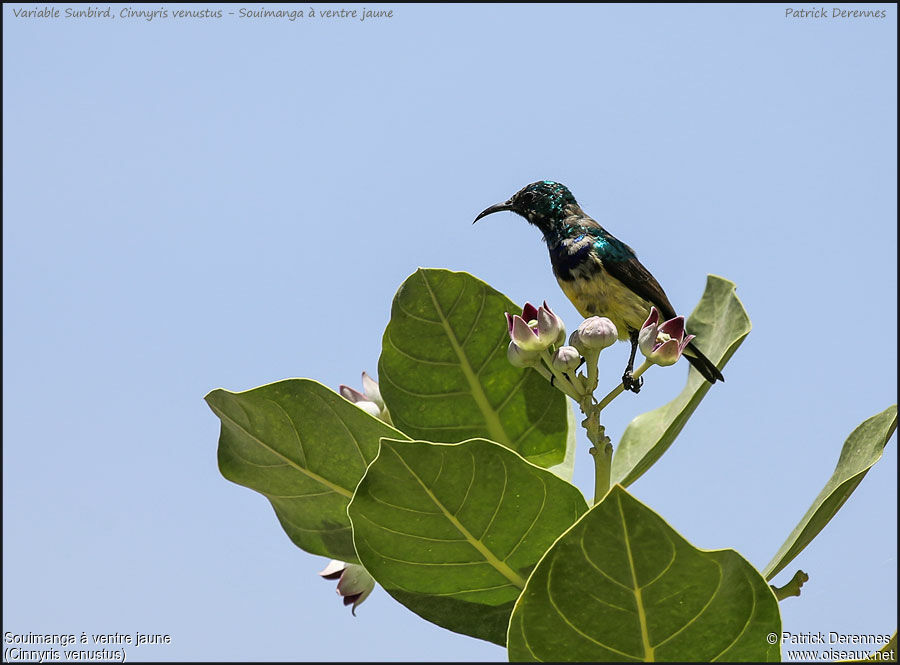 Variable Sunbird male adult, identification