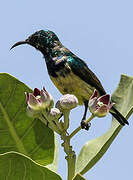 Variable Sunbird