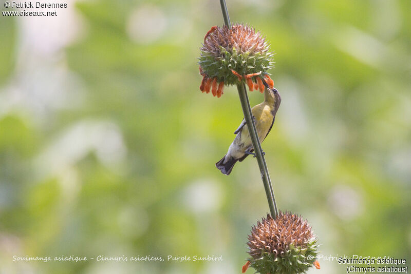 Purple Sunbird female, feeding habits, eats