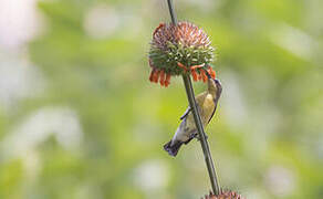 Purple Sunbird