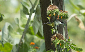 Purple Sunbird