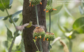 Purple Sunbird