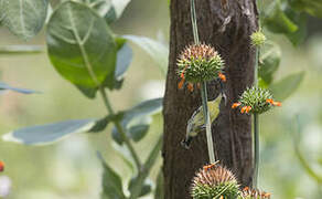 Purple Sunbird