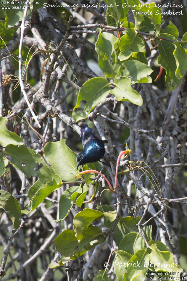 Souimanga asiatique mâle, identification, habitat, régime