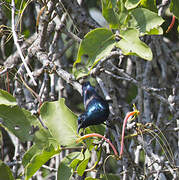 Purple Sunbird