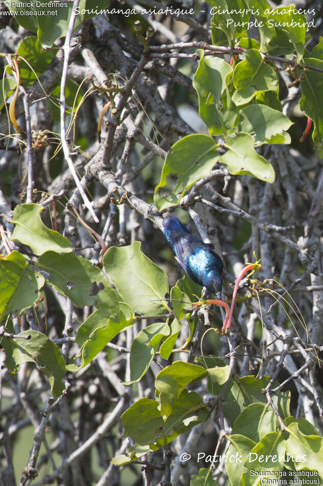 Purple Sunbird male, identification, habitat, eats