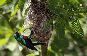 Shining Sunbird