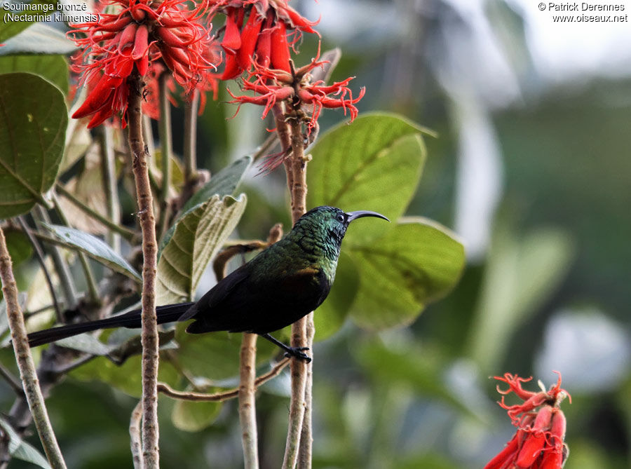Bronze Sunbird