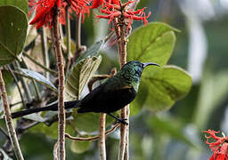 Bronzy Sunbird