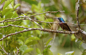 Loten's Sunbird