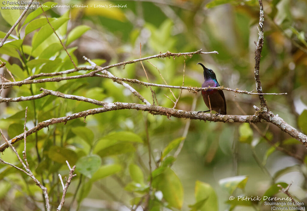 Souimanga de Loten mâle, identification, habitat