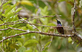 Loten's Sunbird