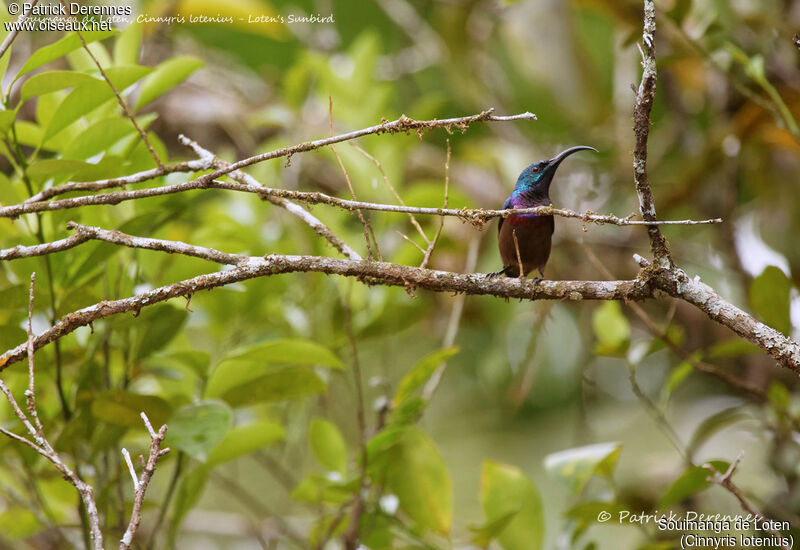 Loten's Sunbird male, identification, habitat