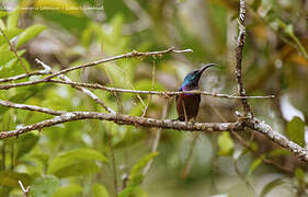 Loten's Sunbird