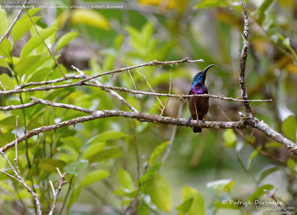 Loten's Sunbird male, identification, habitat