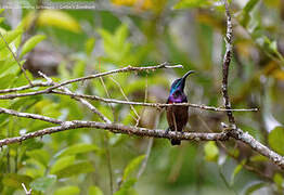 Loten's Sunbird