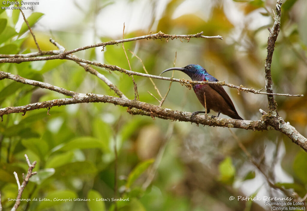 Souimanga de Loten mâle, identification, habitat