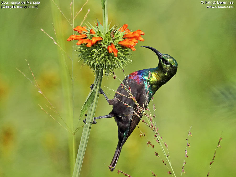 Marico Sunbird