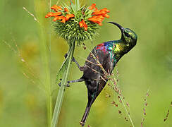 Marico Sunbird