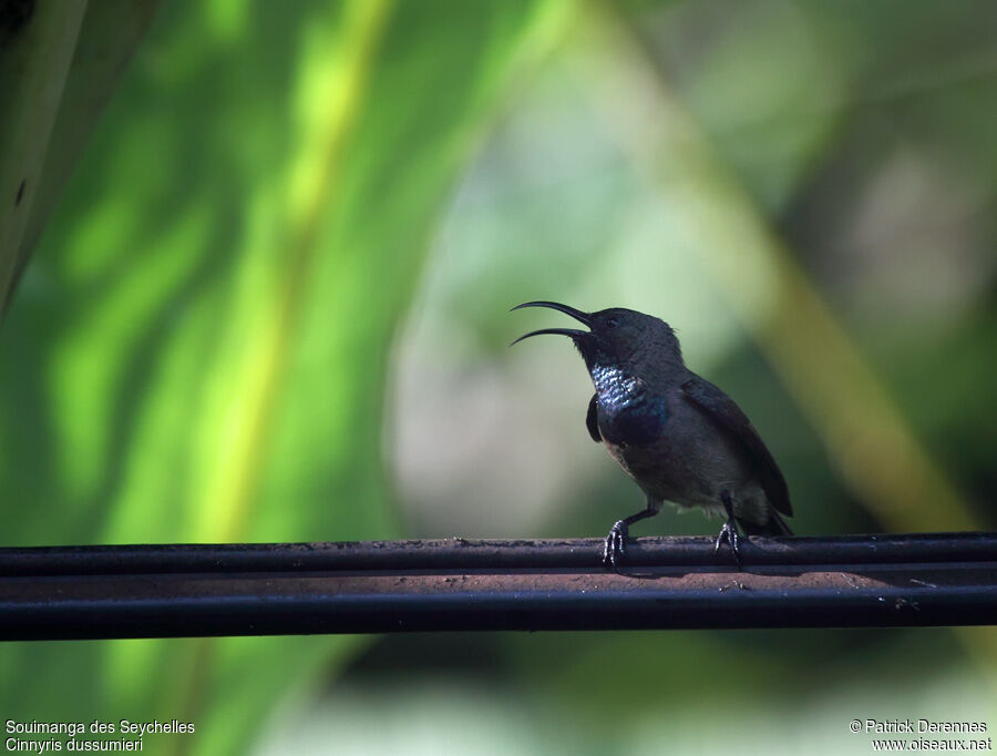 Seychelles Sunbird male adult breeding, identification, song, Behaviour