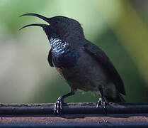 Seychelles Sunbird