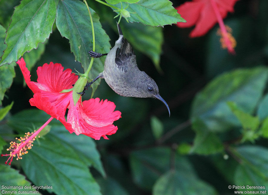 Seychelles Sunbird female adult breeding, identification, Behaviour