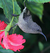 Seychelles Sunbird