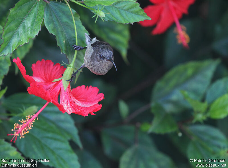 Seychelles Sunbird female adult breeding, identification, Behaviour