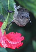 Seychelles Sunbird