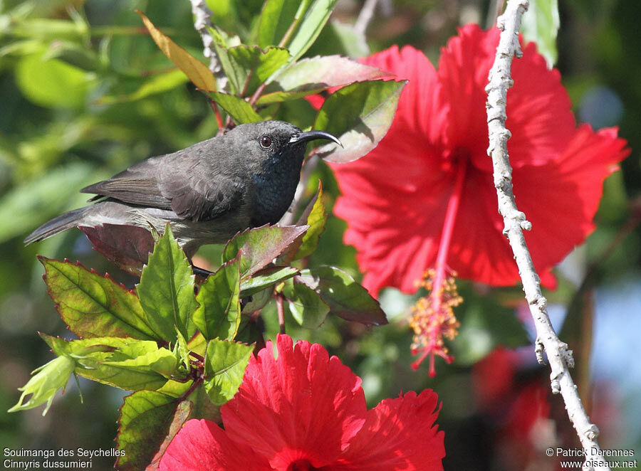 Seychelles Sunbird male adult breeding, identification, Behaviour