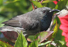 Seychelles Sunbird