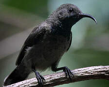 Seychelles Sunbird