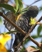 Seychelles Sunbird