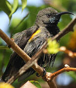 Seychelles Sunbird