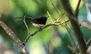 Black-throated Sunbird