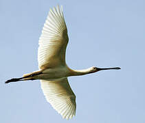 Eurasian Spoonbill