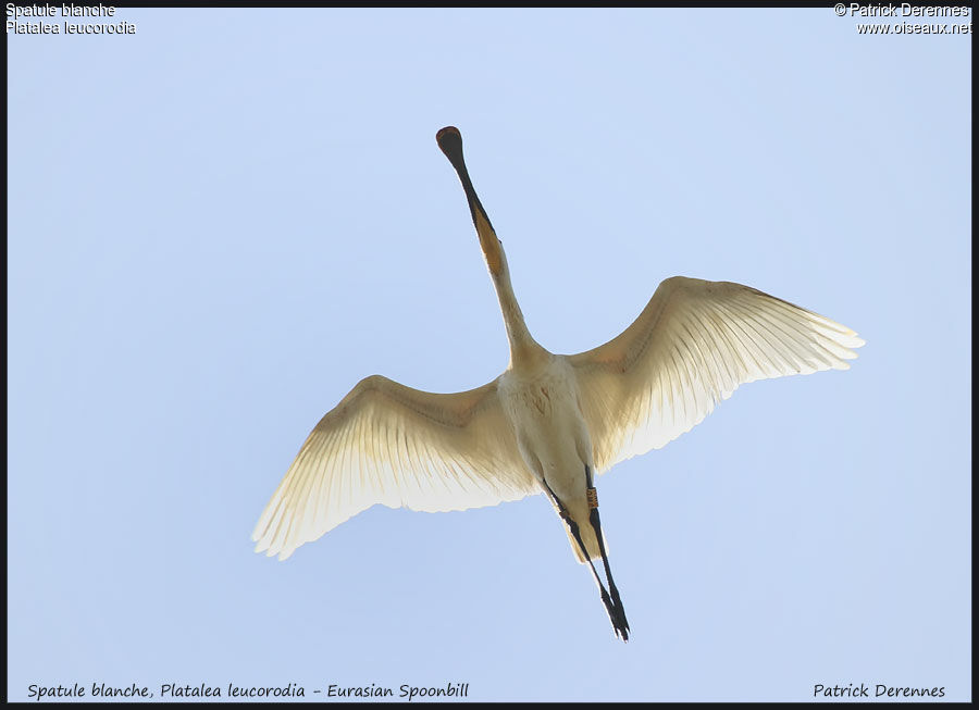 Eurasian Spoonbill, Flight