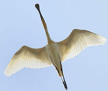 Eurasian Spoonbill