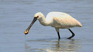 Eurasian Spoonbill