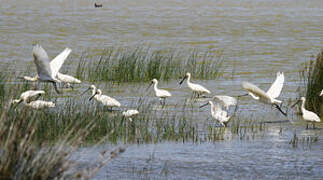 Eurasian Spoonbill