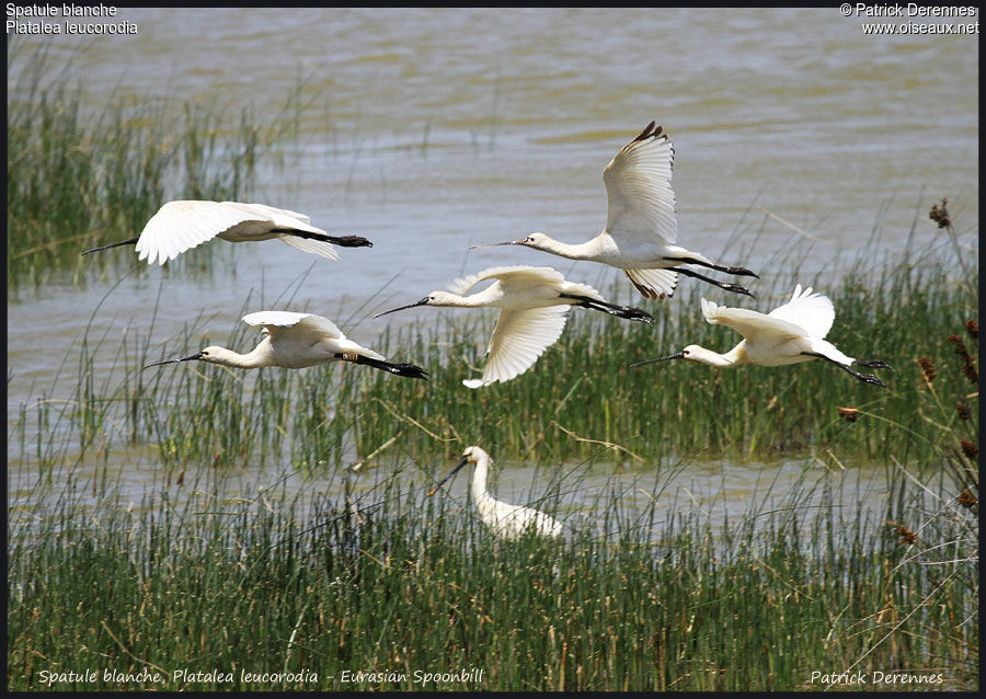 Eurasian Spoonbill, identification, Flight, Behaviour