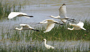 Eurasian Spoonbill