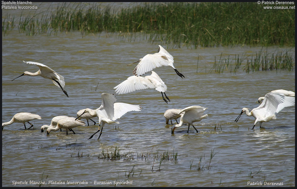 Eurasian Spoonbill, identification, Flight, Behaviour