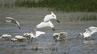 Eurasian Spoonbill